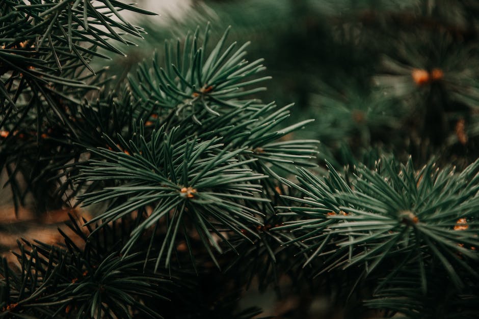 orthodoxe Christen Weihnachten Feiern