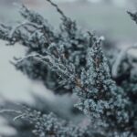 Weihnachten Schnee letzte Mal 2019 Deutschland
