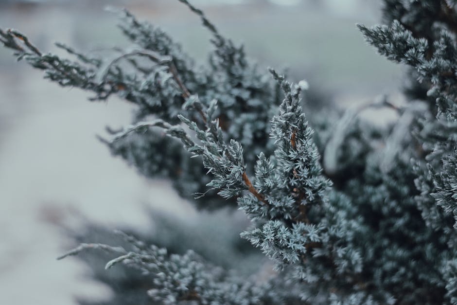 Weihnachten Schnee letzte Mal 2019 Deutschland