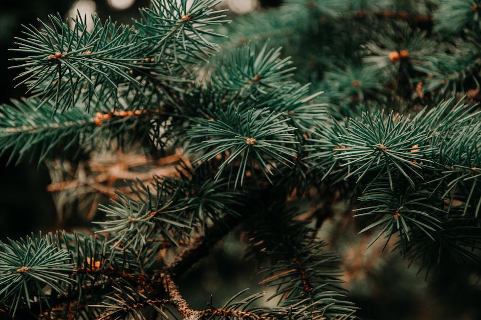  Warum Tannenbäume Tradition bei Weihnachten für Kinder sind